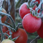 Frost on tomatoes