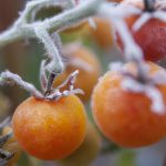 Protect tomatoes from freeze