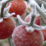 Protect tomatoes from frost