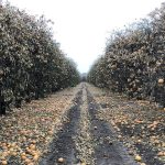 protecting fruit trees from frost damage