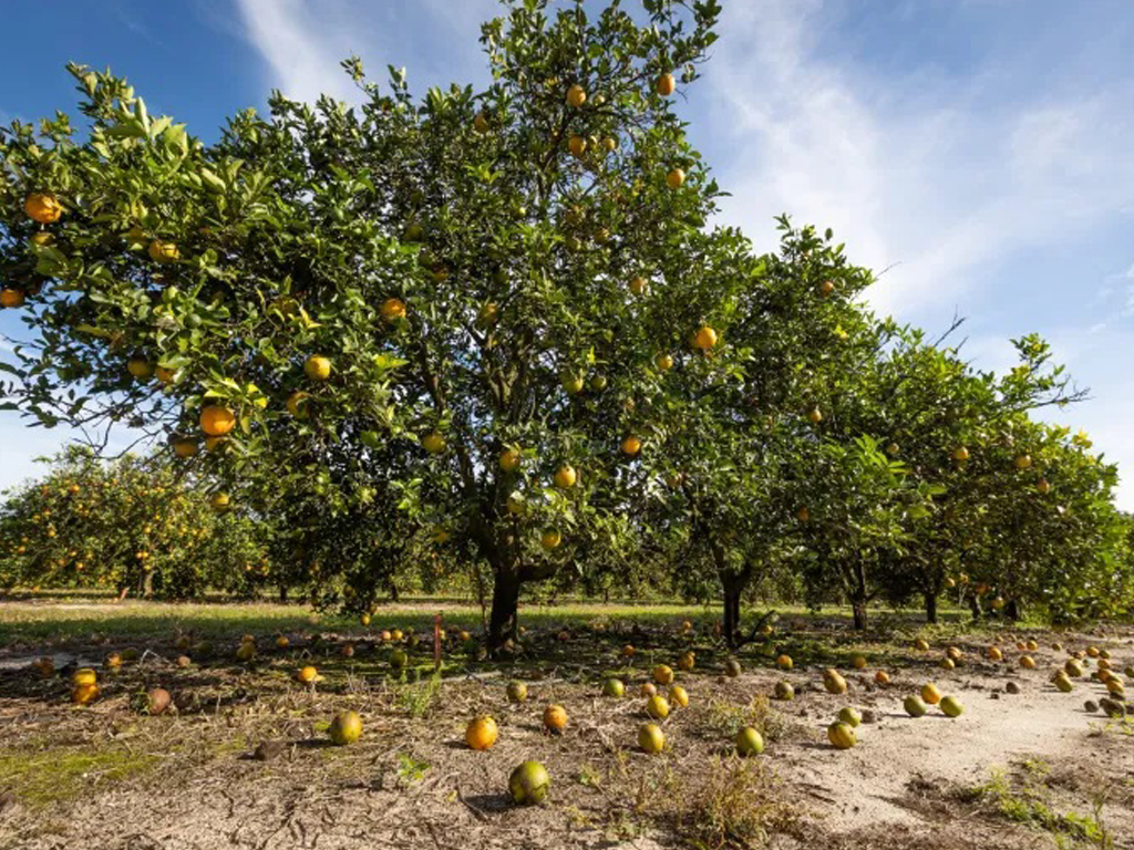 Tree Frost Protection lemon orange apple almond cherry fruit