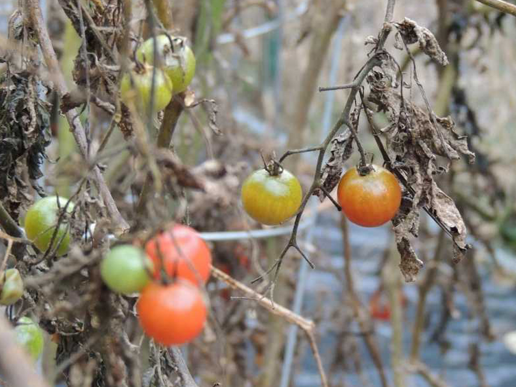 Protect tomatoes from freeze 2