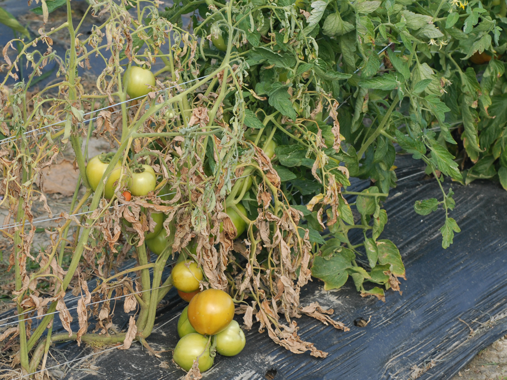 Protect tomatoes from frost 2