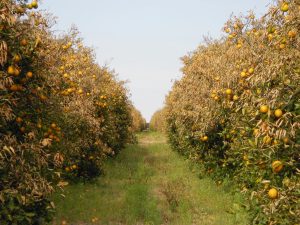 Tree Frost Protection fruit lemon orange apple almond cherry grape