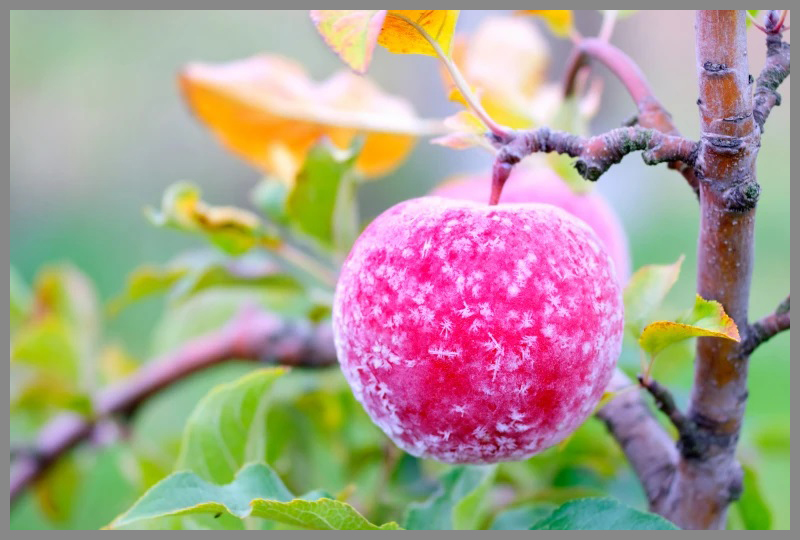 frost protection for fruit trees and flower seeds
